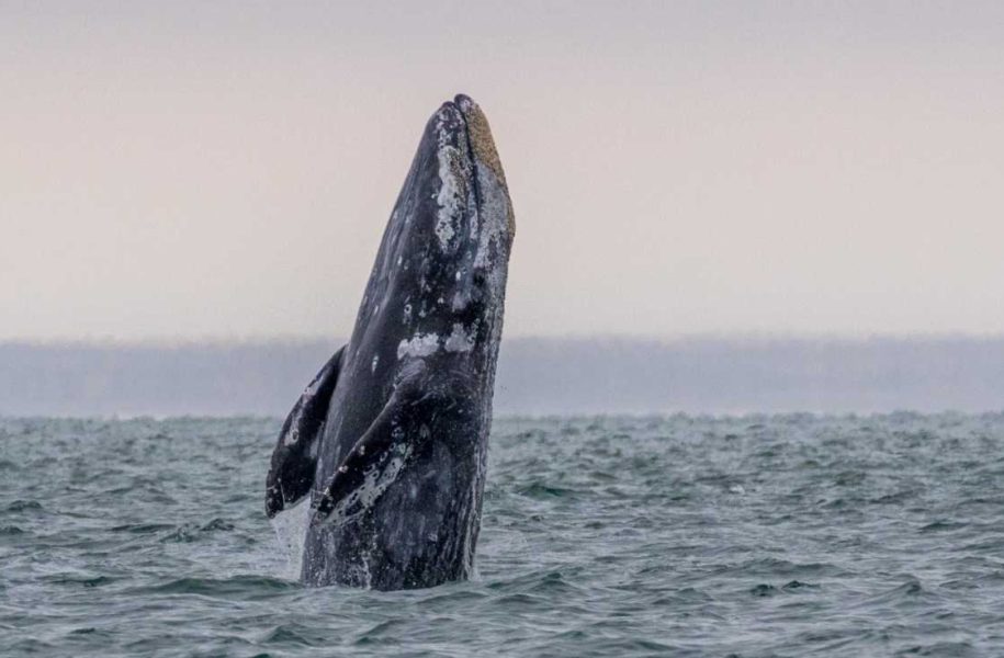 Активността на китовете в Binance се увеличава – какво означава това?