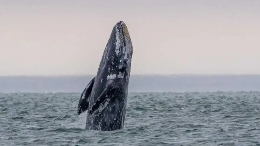 Огромни крипто транзакции предизвикват спекулации на пазарите